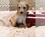 Puppy Red Goldendoodle