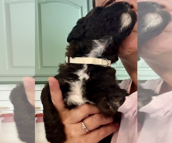 Medium Photo #3 Bernedoodle Puppy For Sale in MOULTON, AL, USA