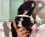 Small Photo #3 Bernedoodle Puppy For Sale in MOULTON, AL, USA
