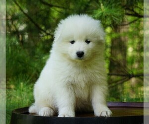 Samoyed Puppy for sale in FREDERICKSBURG, OH, USA