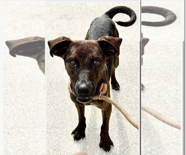 Medium Photo #8 Beagle-Plott Hound Mix Puppy For Sale in Sanford, FL, USA
