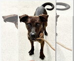 Small #7 Beagle-Plott Hound Mix