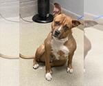 *GADGET - Female Mutt Dog for Adoption - Small photo