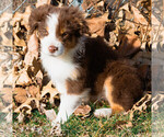 Puppy Virgo Miniature Australian Shepherd