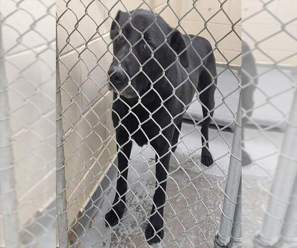 Medium Photo #1 Labrador Retriever-Unknown Mix Puppy For Sale in Anchorage, AK, USA