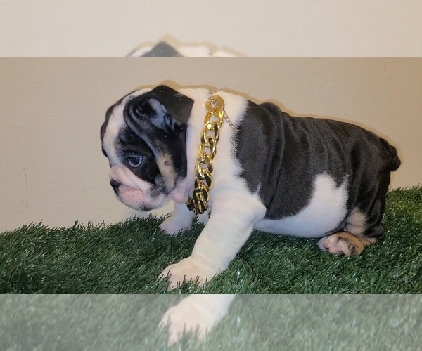 Medium Photo #2 English Bulldog Puppy For Sale in HOUSTON, TX, USA