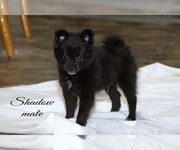 Medium Photo #10 Chiranian Puppy For Sale in CLARE, MI, USA