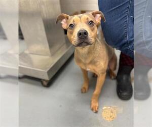 Mutt Dogs for adoption in Peoria, IL, USA