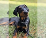 Small #1 Doberman Pinscher