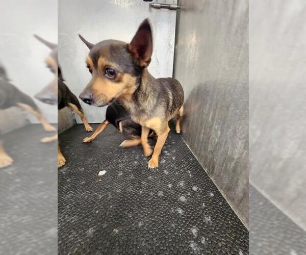 Medium Photo #1 Chihuahua-Unknown Mix Puppy For Sale in San Antonio, TX, USA