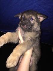 German Shepherd Dog Puppy for sale in CANTON, GA, USA