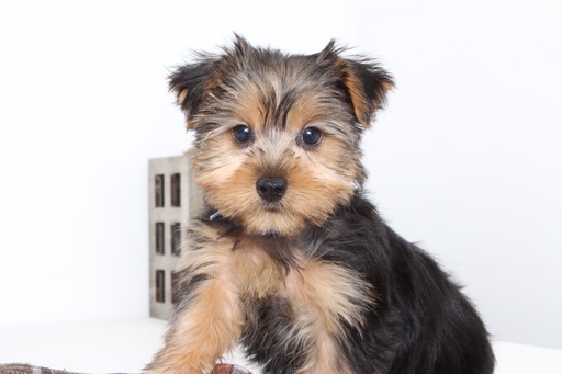 Medium Photo #1 Yorkshire Terrier Puppy For Sale in NAPLES, FL, USA
