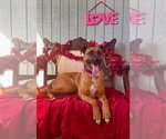 Small #3 Boxer-German Shepherd Dog Mix