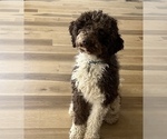 Small Photo #3 Poodle (Standard) Puppy For Sale in DAYTON, ID, USA
