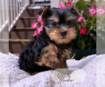 Small #2 Yorkshire Terrier