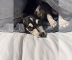 Small #3 Chihuahua Mix
