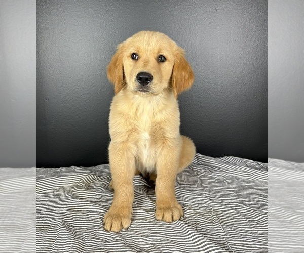 Medium Photo #1 Golden Retriever Puppy For Sale in INDIANAPOLIS, IN, USA
