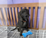 Small #1 Mutt