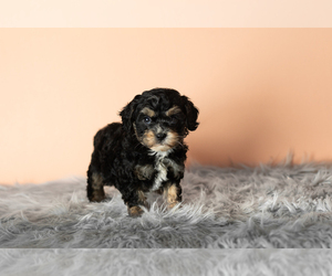 Cavapoo Puppy for sale in MILLERSBURG, IN, USA