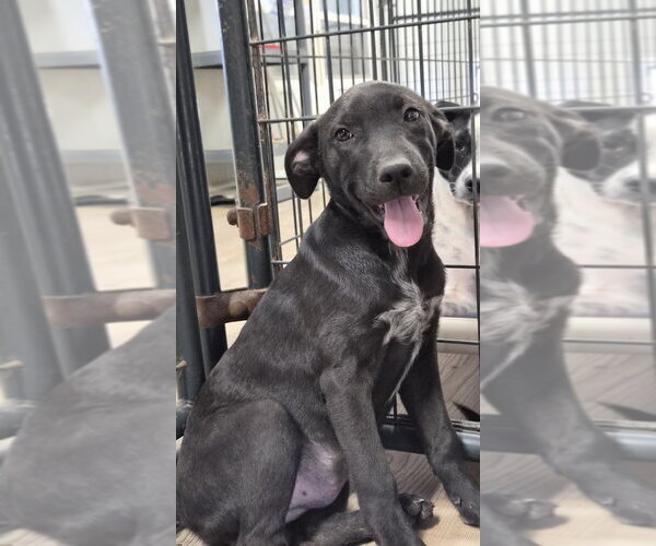 Medium Photo #1 Labrador Retriever-Unknown Mix Puppy For Sale in Bolivar, MO, USA