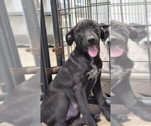 Labrador Retriever-Unknown Mix Dogs for adoption in Bolivar, MO, USA