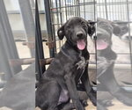 United - Female Labrador Retriever-Unknown Mix Dog for Adoption - Small photo