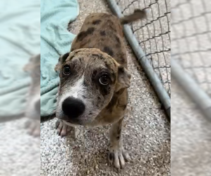 Catahoula Leopard Dog-Unknown Mix Dogs for adoption in Hilton Head, SC, USA