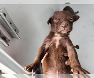 Staffordshire Bull Terrier-Unknown Mix Dogs for adoption in Houston, TX, USA