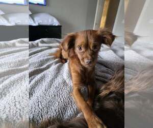 Chiranian Dogs for adoption in Greenville, SC, USA