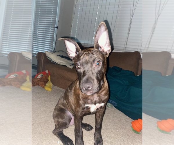 Medium Photo #12 Staffordshire Bull Terrier-Unknown Mix Puppy For Sale in Holly Springs, NC, USA