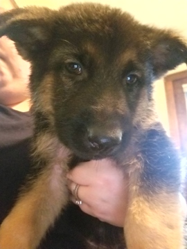 Medium Photo #3 German Shepherd Dog Puppy For Sale in BRECKENRIDGE HILLS, MO, USA