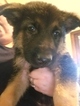 Small Photo #3 German Shepherd Dog Puppy For Sale in BRECKENRIDGE HILLS, MO, USA