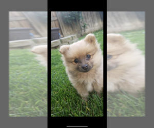 Pomeranian Puppy for sale in TULARE, CA, USA