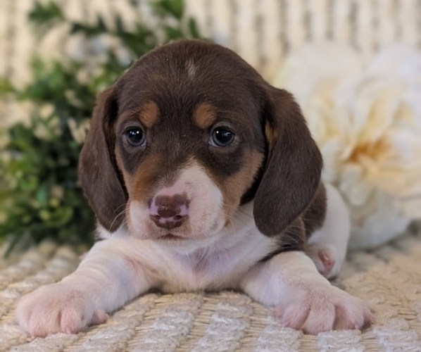 Medium Photo #25 Dachshund Puppy For Sale in GOSHEN, IN, USA