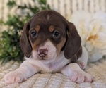 Small Photo #25 Dachshund Puppy For Sale in GOSHEN, IN, USA