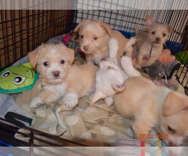 Medium Photo #2 Mutt Puppy For Sale in Grafton, WI, USA