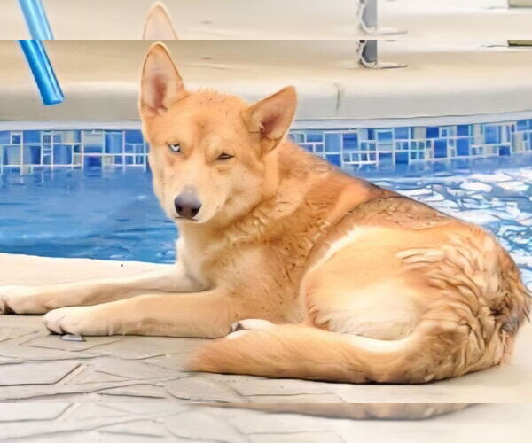 Medium Photo #1 Aussie Siberian Puppy For Sale in Cuba, NY, USA