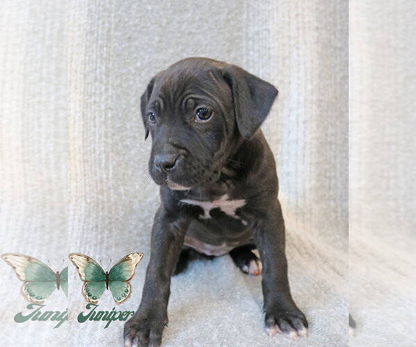 Medium Photo #6 Mutt Puppy For Sale in Wakefield, RI, USA