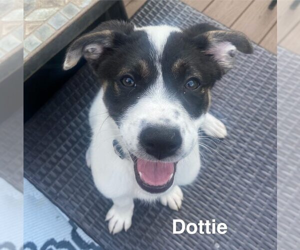 Medium Photo #1 Border Collie-Unknown Mix Puppy For Sale in Springdale, PA, USA