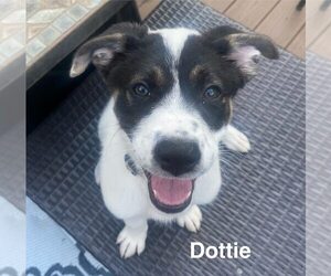 Border Collie-Unknown Mix Dogs for adoption in Springdale, PA, USA