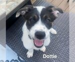 Small Border Collie Mix