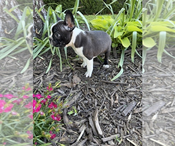 Medium Photo #4 Boston Terrier Puppy For Sale in FREDONIA, KS, USA