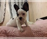 Small Photo #4 French Bulldog Puppy For Sale in KLEIN, TX, USA