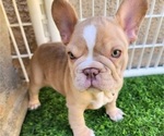 Small #11 French Bulldog