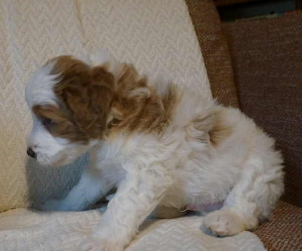 Medium Photo #7 Golden Mountain Doodle  Puppy For Sale in JIM FALLS, WI, USA