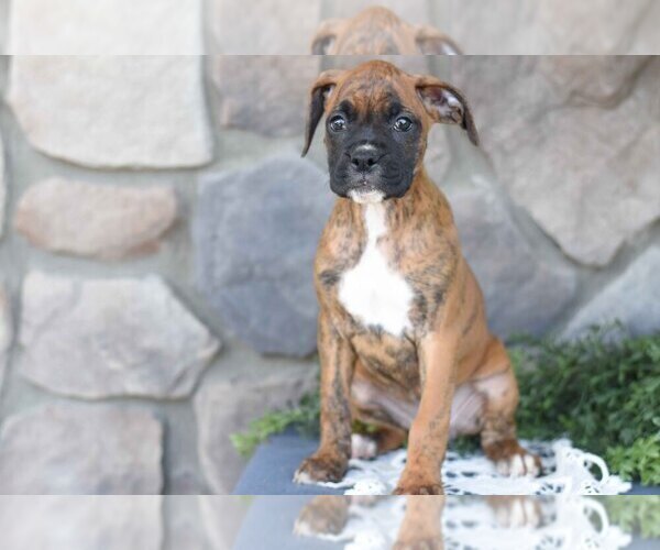 Medium Photo #3 Boxer Puppy For Sale in SHILOH, OH, USA