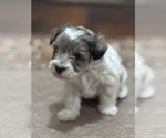 Small #5 Schnauzer (Miniature)