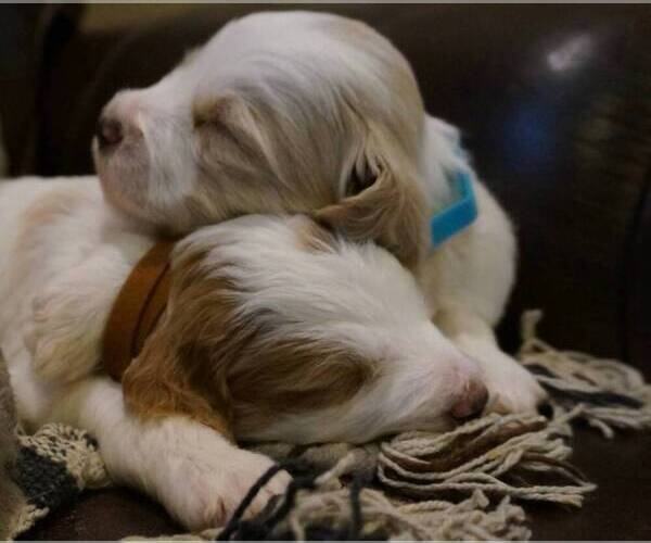 Medium Photo #2 Golden Mountain Doodle  Puppy For Sale in JIM FALLS, WI, USA