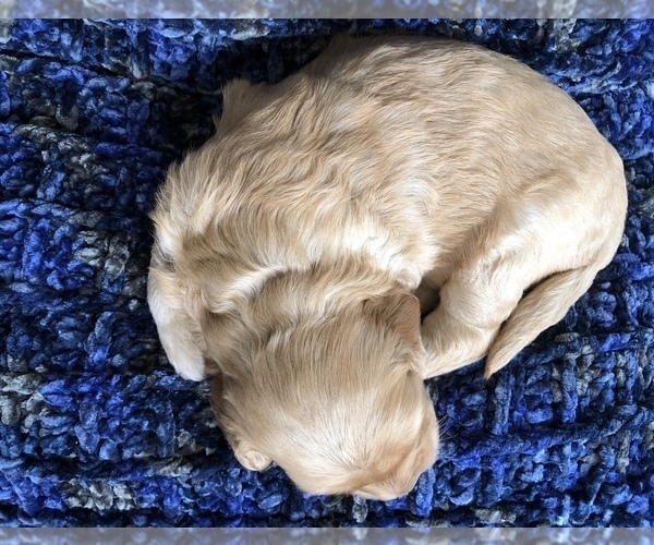 Medium Photo #5 Labradoodle Puppy For Sale in MIFFLINBURG, PA, USA