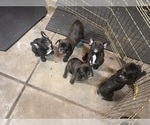Litter of 5 - Female French BulldogLitter of Puppies for Sale - Photo #23